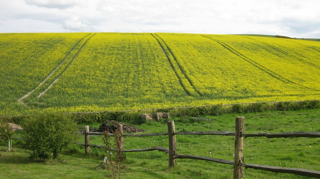 agriculture, field, farm