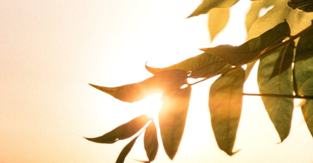 Sunlit green leaves with golden sunset over water in Sakarya, Türkiye, creating a serene summer scene. joy and contentment